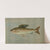 The Michigan Grayling, Thymallus ontariensis. by John L. Petrie