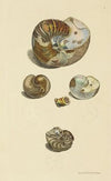 The mineral conchology of Great Britain Pl.001