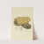 The mineral conchology of Great Britain Pl.002 by James Sowerby