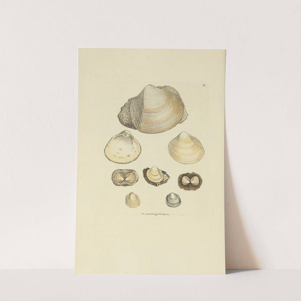 The mineral conchology of Great Britain Pl.014 by James Sowerby