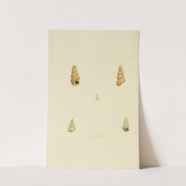 The mineral conchology of Great Britain Pl.016 by James Sowerby