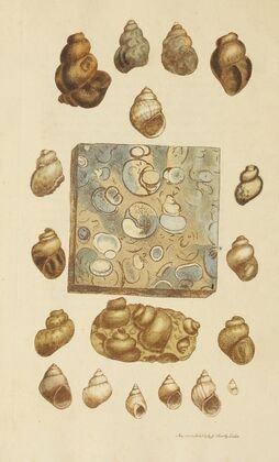 The mineral conchology of Great Britain Pl.031