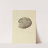 The mineral conchology of Great Britain Pl.032 by James Sowerby