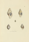 The mineral conchology of Great Britain Pl.035