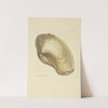 The mineral conchology of Great Britain Pl.043 by James Sowerby
