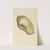 The mineral conchology of Great Britain Pl.043 by James Sowerby
