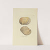 The mineral conchology of Great Britain Pl.044 by James Sowerby