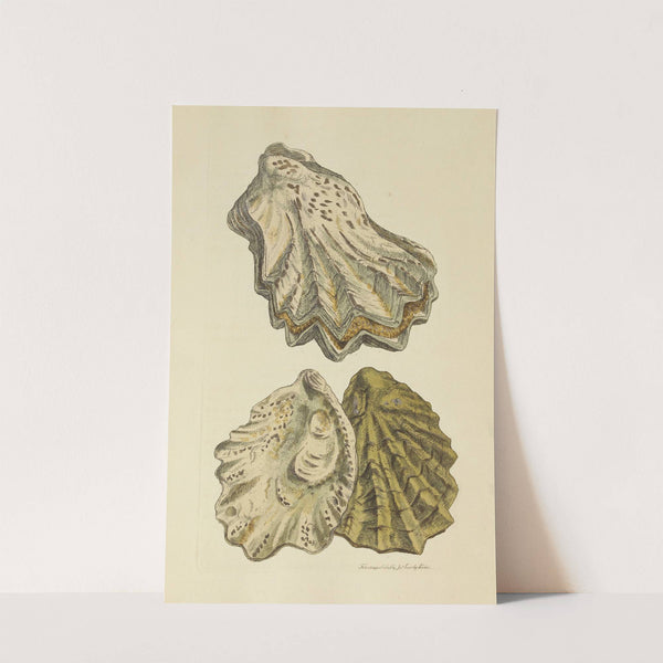 The mineral conchology of Great Britain Pl.049 by James Sowerby