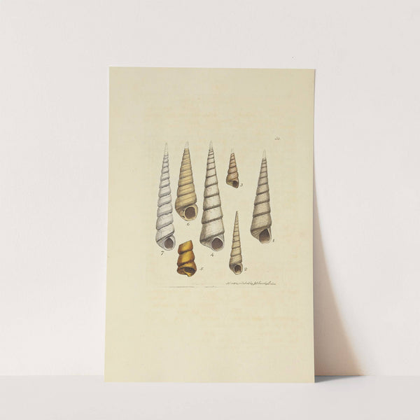 The mineral conchology of Great Britain Pl.052 by James Sowerby