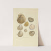 The mineral conchology of Great Britain Pl.057 by James Sowerby