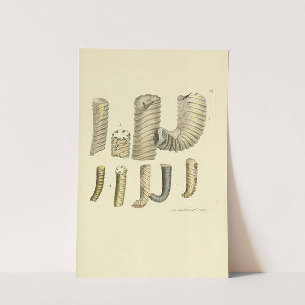 The mineral conchology of Great Britain Pl.063 by James Sowerby