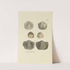 The mineral conchology of Great Britain Pl.069 by James Sowerby