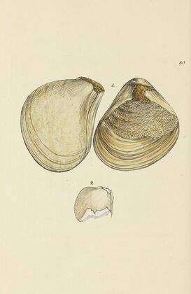 The mineral conchology of Great Britain Pl.079