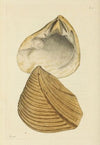 The mineral conchology of Great Britain Pl.084