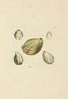 The mineral conchology of Great Britain Pl.089