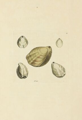 The mineral conchology of Great Britain Pl.089