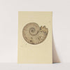 The mineral conchology of Great Britain Pl.092 (1812) by James Sowerby