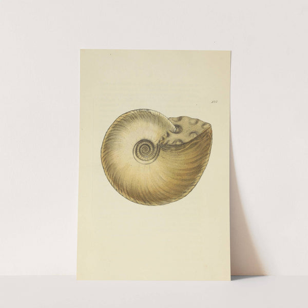 The mineral conchology of Great Britain Pl.104 by James Sowerby