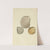 The mineral conchology of Great Britain Pl.112 by James Sowerby