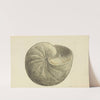 The mineral conchology of Great Britain Pl.119 by James Sowerby