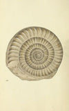 The mineral conchology of Great Britain Pl.127
