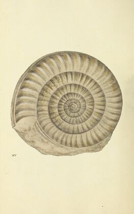 The mineral conchology of Great Britain Pl.127