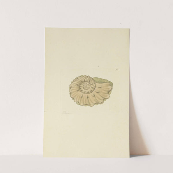 The mineral conchology of Great Britain Pl.130 by James Sowerby
