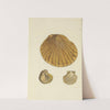 The mineral conchology of Great Britain Pl.132 by James Sowerby