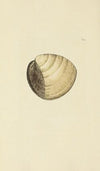 The mineral conchology of Great Britain Pl.140