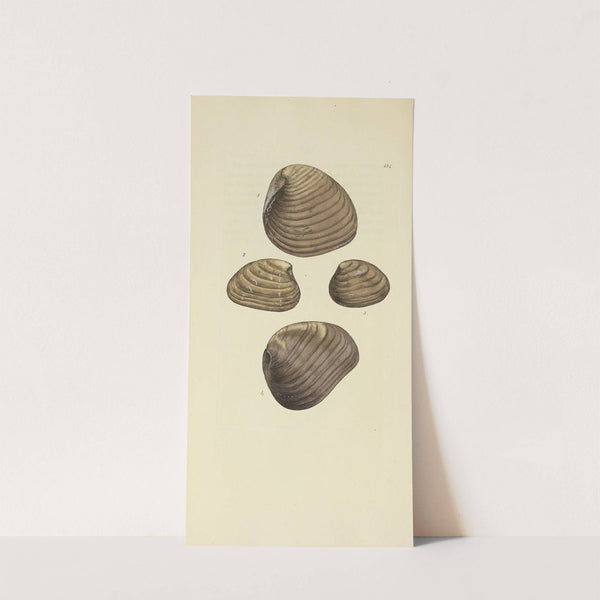 The mineral conchology of Great Britain Pl.150 by James Sowerby