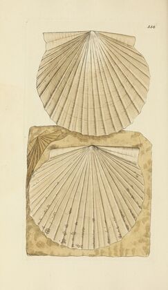 The mineral conchology of Great Britain Pl.154