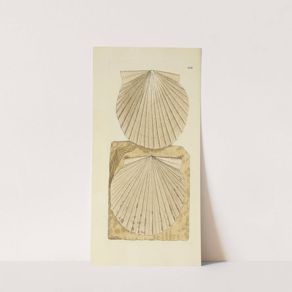 The mineral conchology of Great Britain Pl.154 by James Sowerby