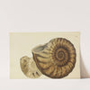 The mineral conchology of Great Britain Pl.162 by James Sowerby