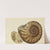 The mineral conchology of Great Britain Pl.162 by James Sowerby