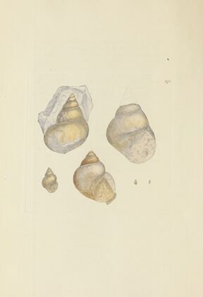 The mineral conchology of Great Britain Pl.170