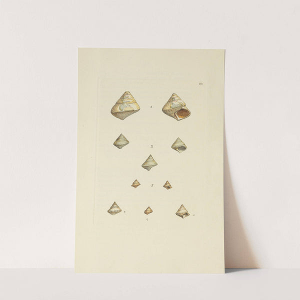 The mineral conchology of Great Britain Pl.176 (1812) by James Sowerby