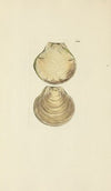 The mineral conchology of Great Britain Pl.182