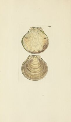 The mineral conchology of Great Britain Pl.182