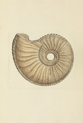 The mineral conchology of Great Britain Pl.187