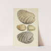 The mineral conchology of Great Britain Pl.193 by James Sowerby