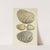 The mineral conchology of Great Britain Pl.193 by James Sowerby