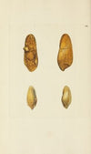 The mineral conchology of Great Britain Pl.194