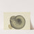 The mineral conchology of Great Britain Pl.196 by James Sowerby