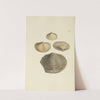The mineral conchology of Great Britain Pl.215 by James Sowerby