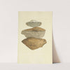 The mineral conchology of Great Britain Pl.220 by James Sowerby