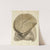 The mineral conchology of Great Britain Pl.226 by James Sowerby