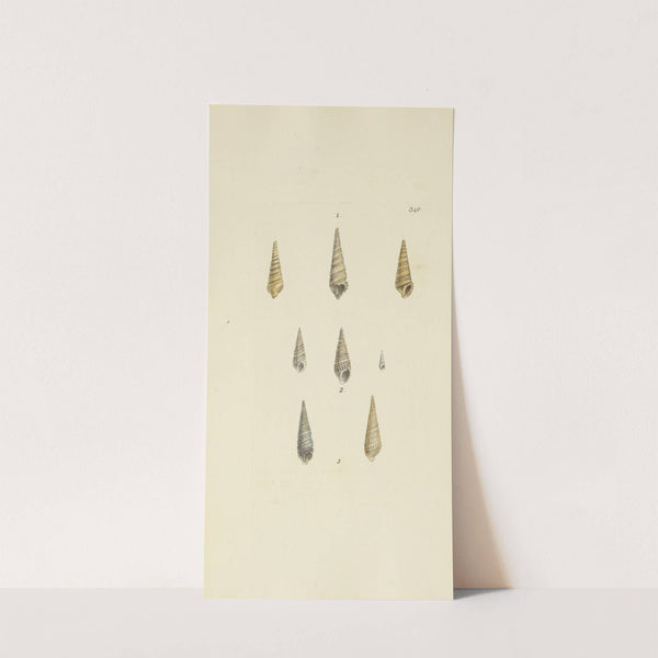 The mineral conchology of Great Britain Pl.230 by James Sowerby