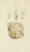 The mineral conchology of Great Britain Pl.232