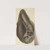The mineral conchology of Great Britain Pl.236 by James Sowerby