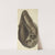 The mineral conchology of Great Britain Pl.236 by James Sowerby